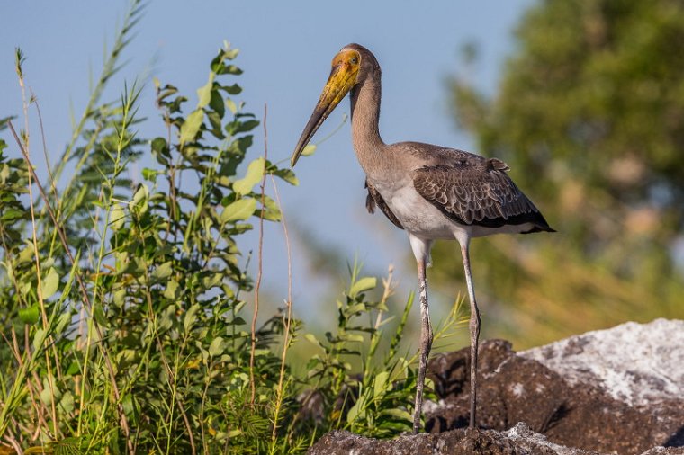 018 Botswana, Chobe NP, afrikaanse nimmerzat.jpg